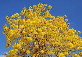 Image result for Handroanthus