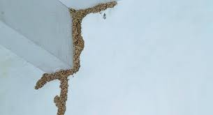 We continue to grow as a business because we constantly innovate as the industry (and world at large) changes. How To Tell If Termites Are Making A Meal Of Your New England House