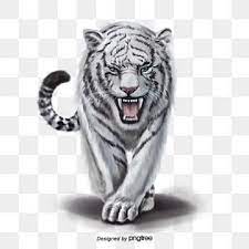 Animal Elements Of Ferocious White Tiger Png And Psd White Tiger Cat Background Animal Clipart
