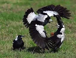 Their weapons of choice are a closed beak or open claws, or they bite and leave two fine cuts where the skin has been pinched and sliced. Do Magpies Kill Their Own Chicks Quora