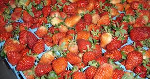 Le gustan las fresas? Feria Nacional se realizará este fin de semana en  Vara Blanca