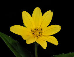 Image result for Aspilia ciliata