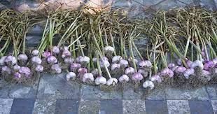 Maybe you would like to learn more about one of these? How To Cure And Store Garlic After Harvesting Gardener S Path