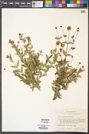 Image result for Agathisanthemum globosum