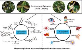 Image result for Fadogia cienkowskii