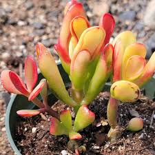 Image result for Crassula