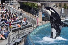 SeaWorld vai substituir show da baleia orca "Shamu" | Exame