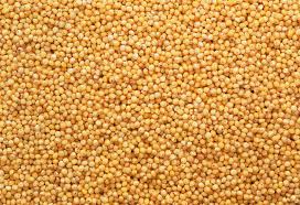 Image result for Panicum miliaceum