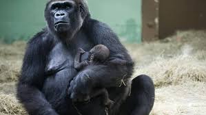 Zoo w Knoxville: Goryl Kowali na przestrzeni lat