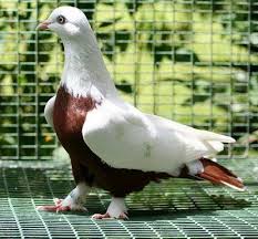 Pin De Helena Carvalho Em Pigeons Life Passaros Bonitos Pombo Correio Passaros