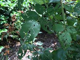 If your plant's leaves are yellow with holes or pieces of the leaf missing, you have a plant eating pest on your hands. Holes In Your Rose Leaves It Might Be Rose Sawfly
