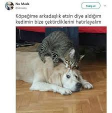 Magaralandin On Instagram Gozlerdeki O Bakis Takip Etmeyi Unutmayin Caps Capsler Komik Eglence En Komik Fotograflar Komik Seyler Komik Fotograflar
