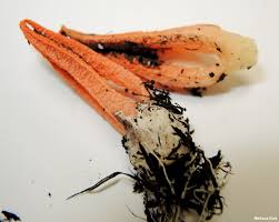 Image result for Pseudopod Ospermum