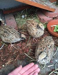 Wer das nicht sehen kann oder nicht sehen. Wachteln Im Garten Halten Und Pflegen