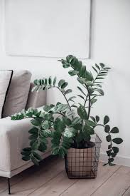 Image result for Zamiokulkas Zamioculcas