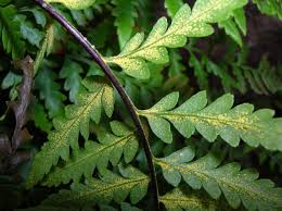 Image result for Pityrogramma