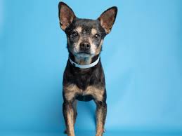 Meet some of the dobermans available for adoption. Adopt A Pet Doberman And More In Phoenix Area Shelters This Week