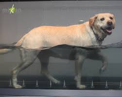 Histoire, th orie, proc d s. Comment Se Deroule Une Seance D Hydrotherapie Animale