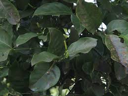 Image result for Gnetaceae