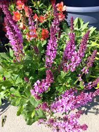 Image result for Salvia pratensis `Rose Rhapsody