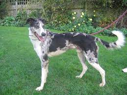 Greyhound racing took off and is popular today in many states, although it's a controversial sport because so many dogs are abandoned, euthenized, or sold to laboratories if they don't do well at. Kowalski Working On Stand Mixed Breed Dogs Beautiful Dogs Dog Crossbreeds