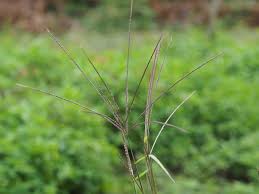 Image result for Enteropogon