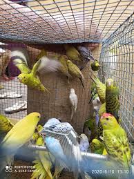 You can find exotic birds like zebra finch, canary, green parakeet, diamond dove, blue parakeet, society finch, and petsmart green. Top Pet Shops For Birds In Ambala City Best Bird Shops Ambala Justdial