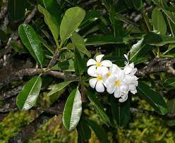 Plumeria Obtusa Singapore Plumeria Singapore Graveyard Flower Frangipani Hawaiian Plants And Tropical Flowers Hawaiian Plants Fragrant Plant Plants