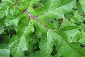 Image result for Solanum capsicoides