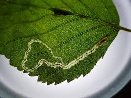 Image result for Stigmella confusella