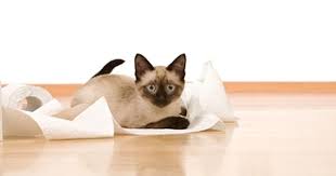 Diy Cat Toys From Empty Tp Rolls Cat Toys Cat Pooping On Floor Kittens