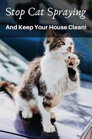 Why Is The Cat Peeing In The Sink Why Do Cats Pee Outside Of The Litter Box Cat Spray Cat Behavior Cats Smelling