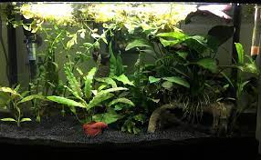 Your betta will love swimming in a tank which contains caves to hide in and plants that provide plenty shady areas. Betta Tank With Plant Online Shopping