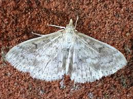 Image result for Anania perlucidalis