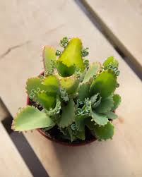 Mother Of Thousands Tons Of Tiny Plantlets Along The Leaf Margins Make It So Easy To Propagate Just Let Them Cacti And Succulents Succulents Potting Soil