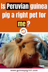 Pin On Pets Galore