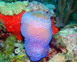 Image result for Halopegia azurea