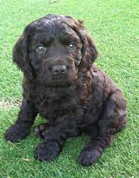 Meet Khloe 6 Weeeks Old Boykin Spaniel This Is What My Hubby Brought Home This Weekend Boykin Spaniel Puppies Spaniel Breeds Boykin Spaniel