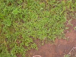 Image result for Oldenlandia affinis