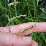 Image result for Urochloa eminii