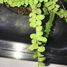 Image result for Pleopeltis  × simiana