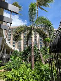 Image result for Wodyetia