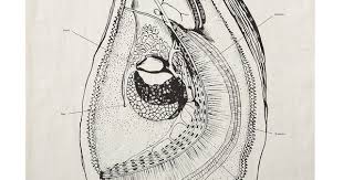 Oyster Anatomy Pure Linen Tea Towel Linen Tea Towel Tea Towels Oysters