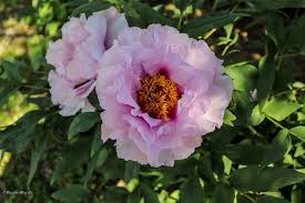 Red flowers are often used to symbolise deep, passionate love. The History And Origin Of The Chinese Peony The Queen Of The Garden
