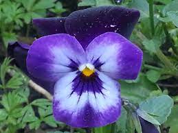Spring Blossoms Pansy Flower Beauty Spring Blossom Pansies
