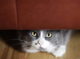 The best gifs are on giphy. Signs Your Dog Or Cat Is Stressed And What You Can Do Insider