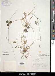 Image result for Cogniauxia trilobata