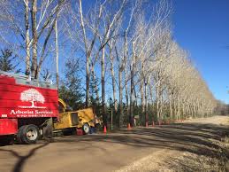 We did not find results for: Telluride Arborist