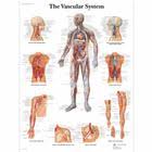 That's why we have compiled an anatomy glossary which explains each. Human Skeleton Poster Human Skeleton Chart Laminated