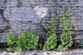 Image result for Anogramma leptophylla